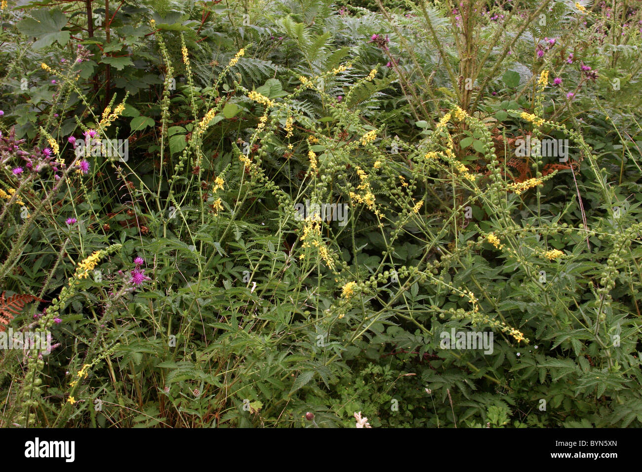 Fragrant agrimony (Agrimonia procera : Rosaceae), UK. Stock Photo