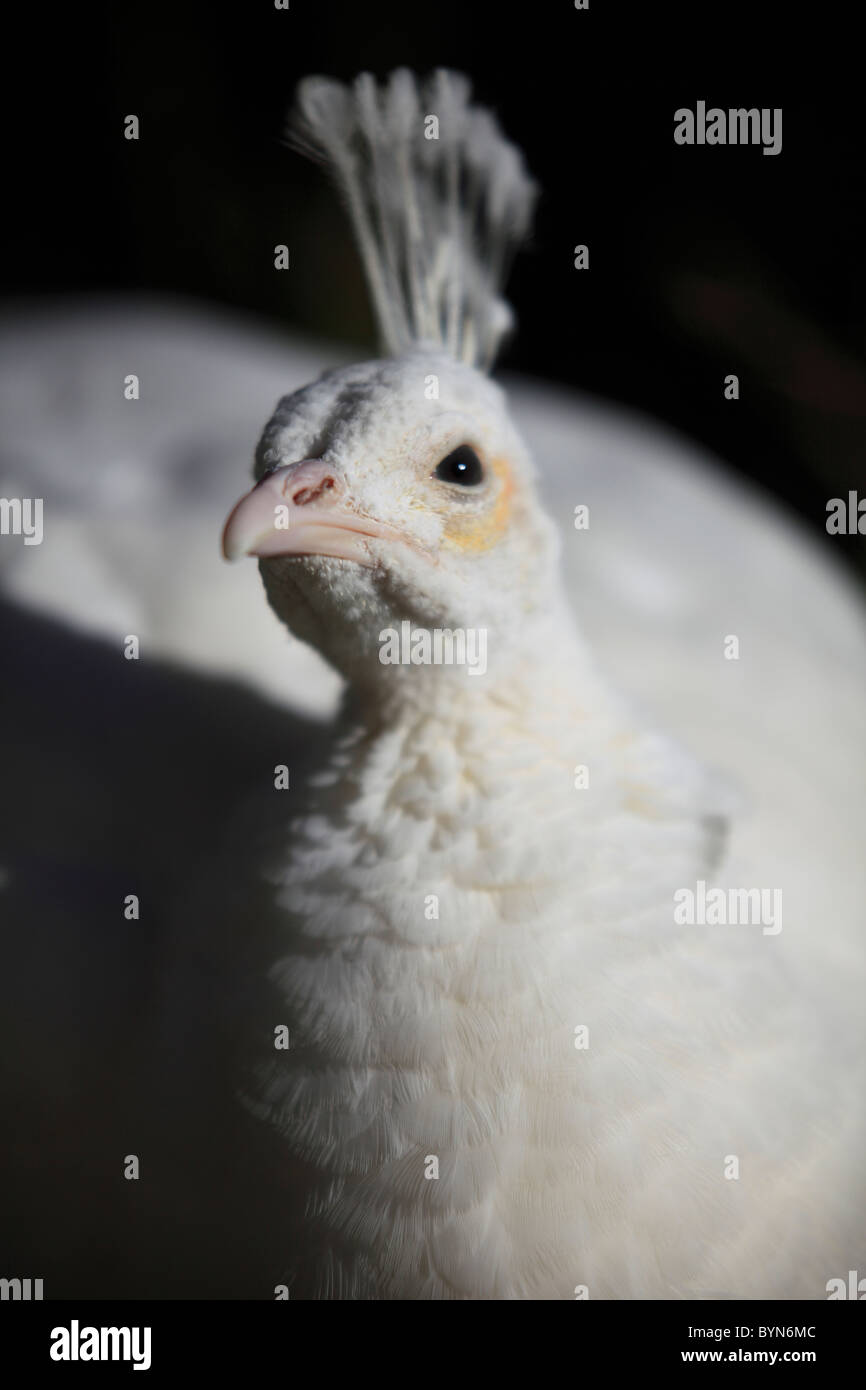 White Peafowl Stock Photo