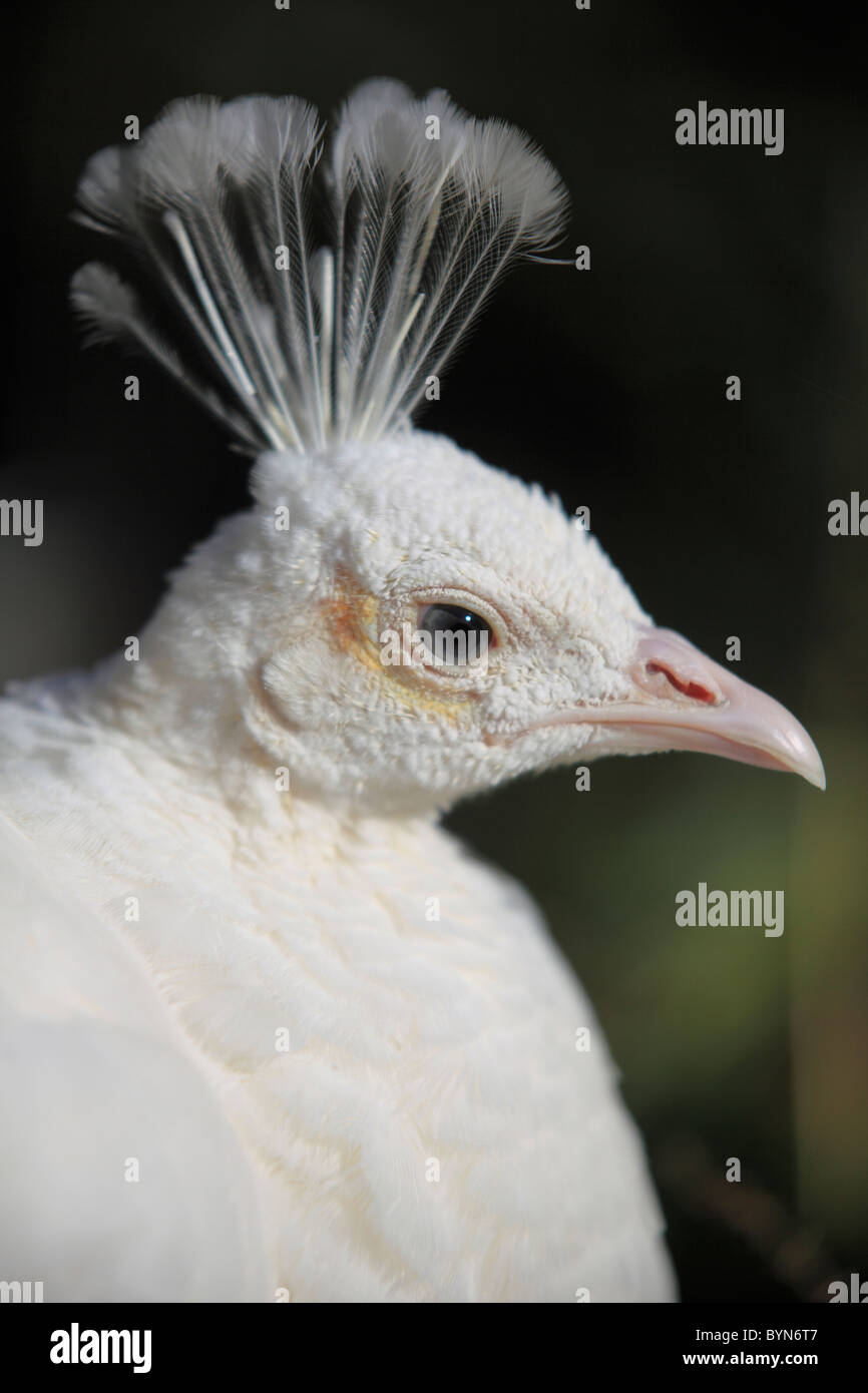 White Peafowl Stock Photo