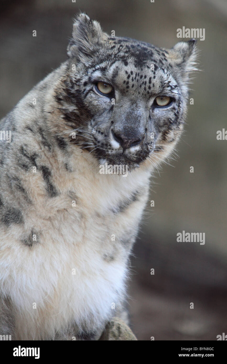 Leopard close up view hi-res stock photography and images - Alamy