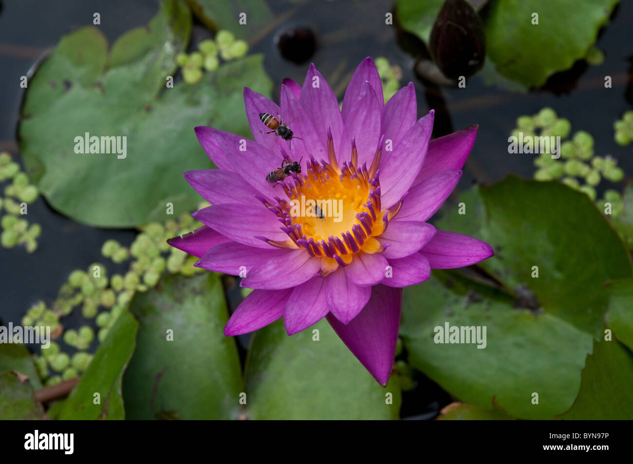 Water lily with bees, Thailand Stock Photo - Alamy