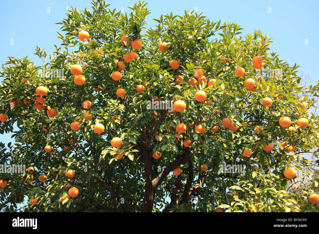 Mandarin Orange Tree Stock Photo Alamy