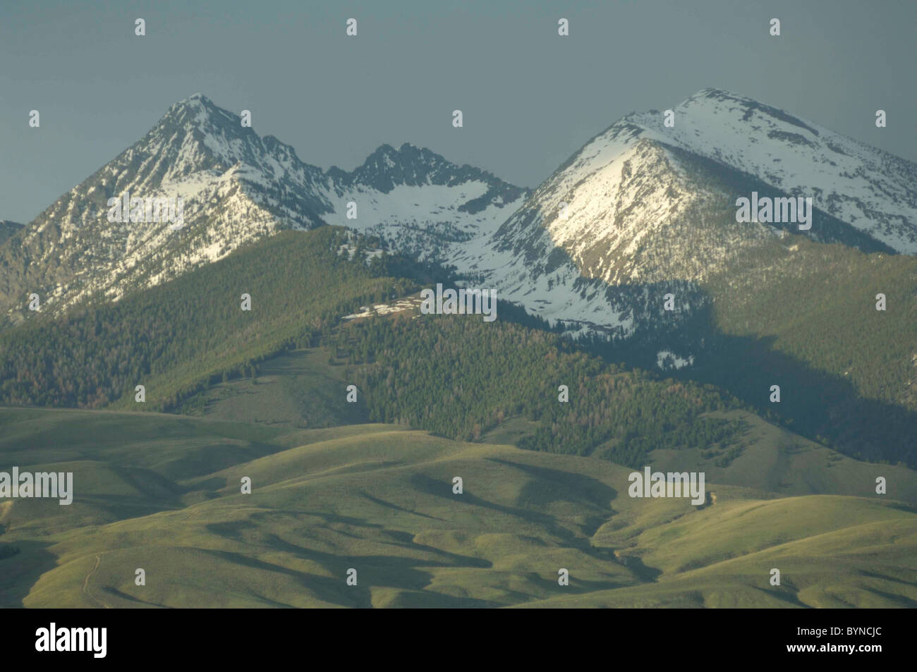 Rainbow bitterroot hires stock photography and images Alamy