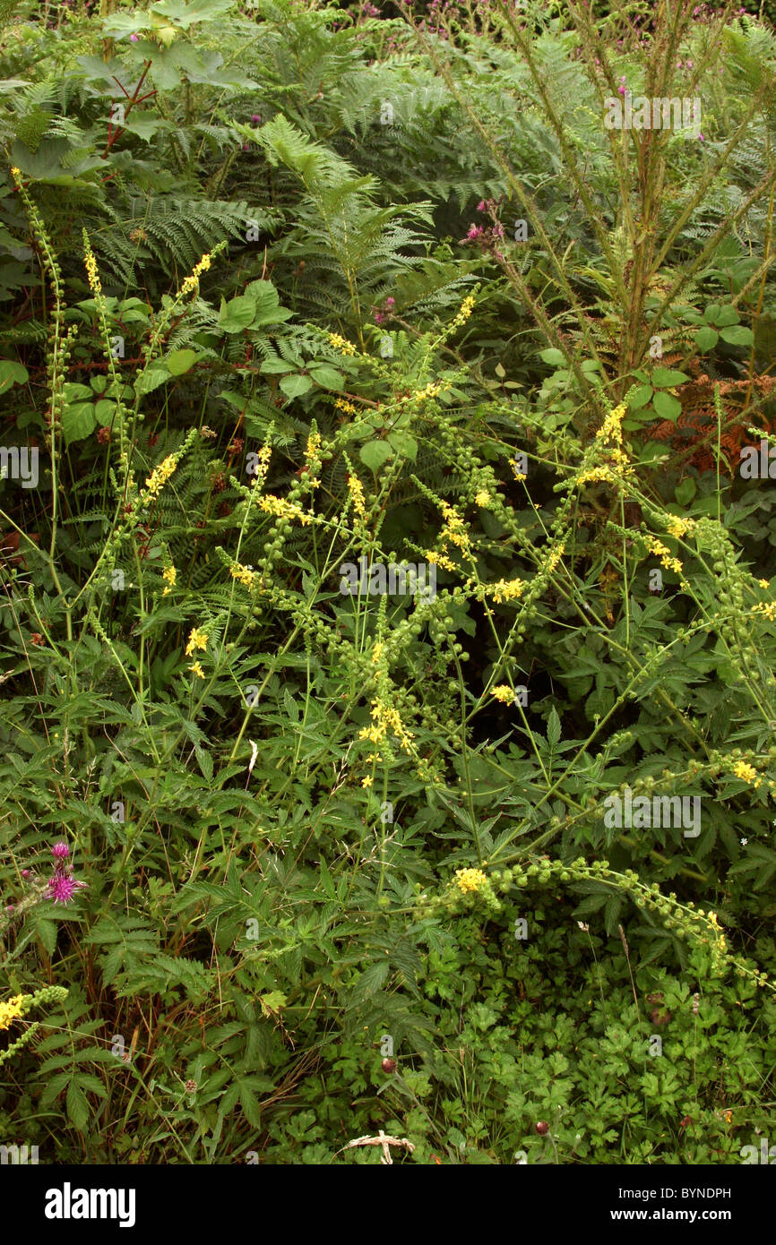 Fragrant agrimony (Agrimonia procera :Rosaceae), UK Stock Photo