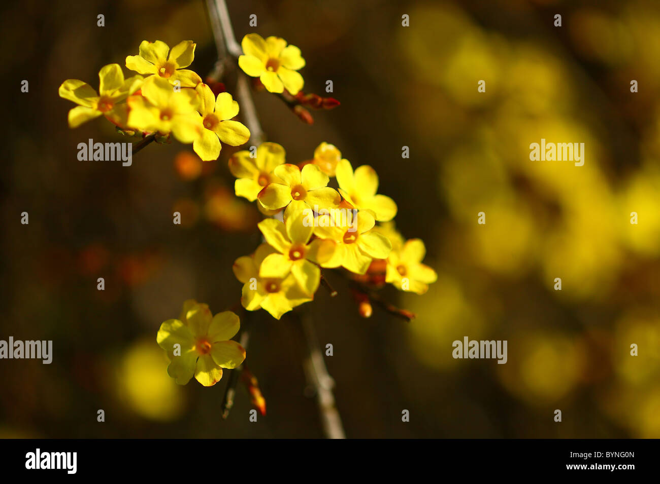 Winter Jasmine Stock Photo