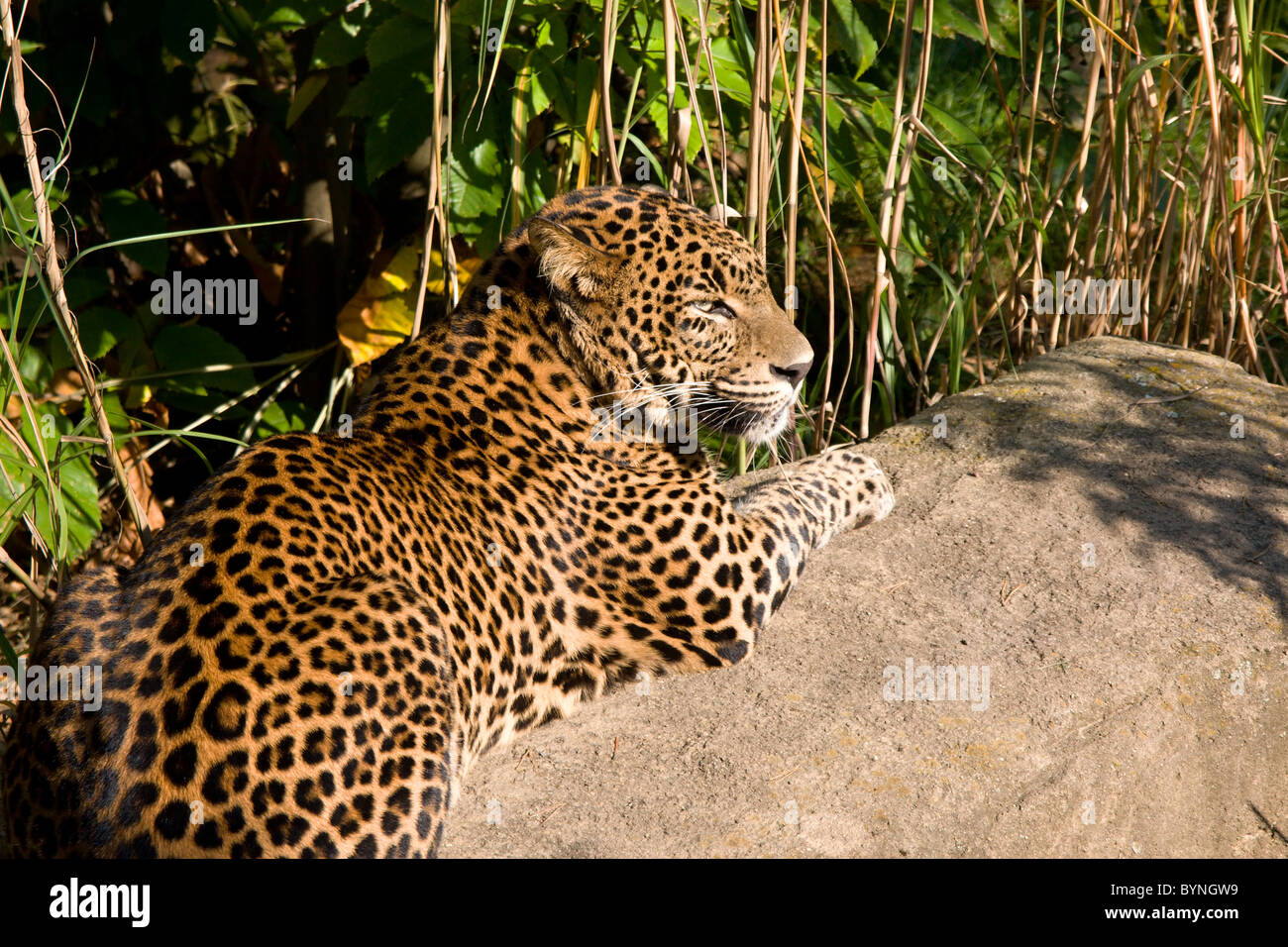 Jaguar lying in grass on stone Stock Photo - Alamy