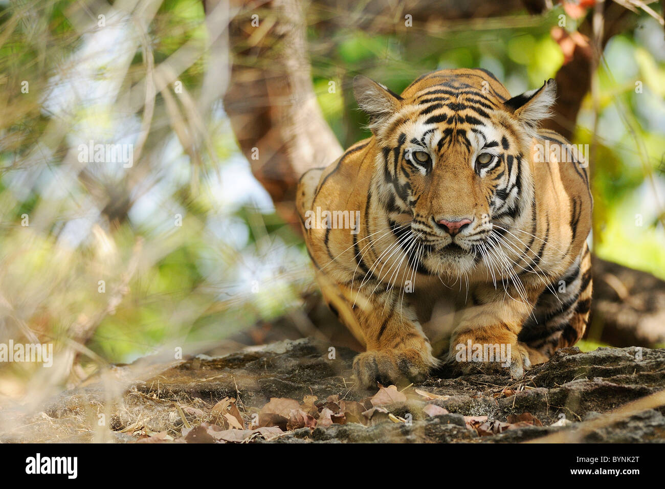 3.5-year-old female Bengal Tiger squatted taut and watching on from atop a rock at eye-level in Bandhavgarh Tiger Reserve Stock Photo