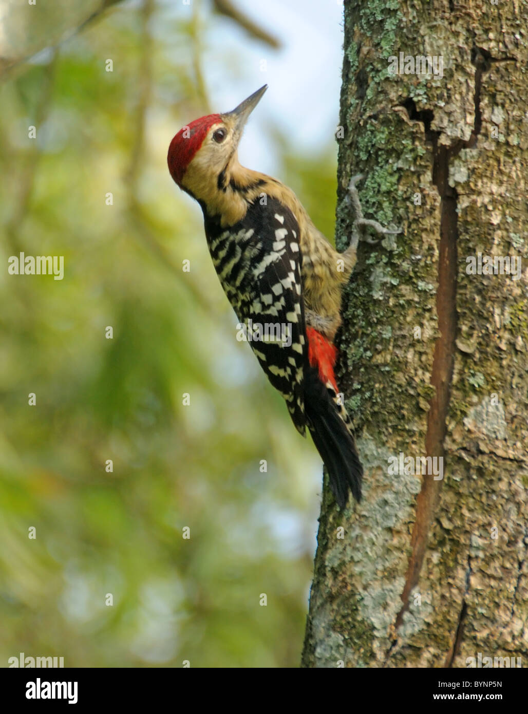 Fulvous breasted woodpecker Stock Photo