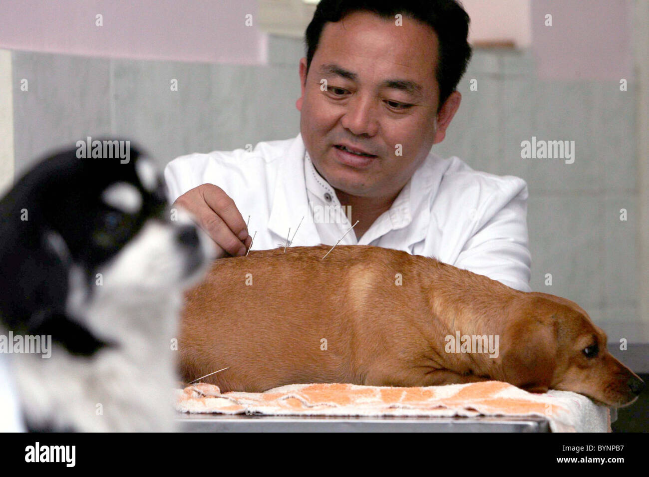 PINS AND NEEDLES Next time your pet pooch is screaming in pain why