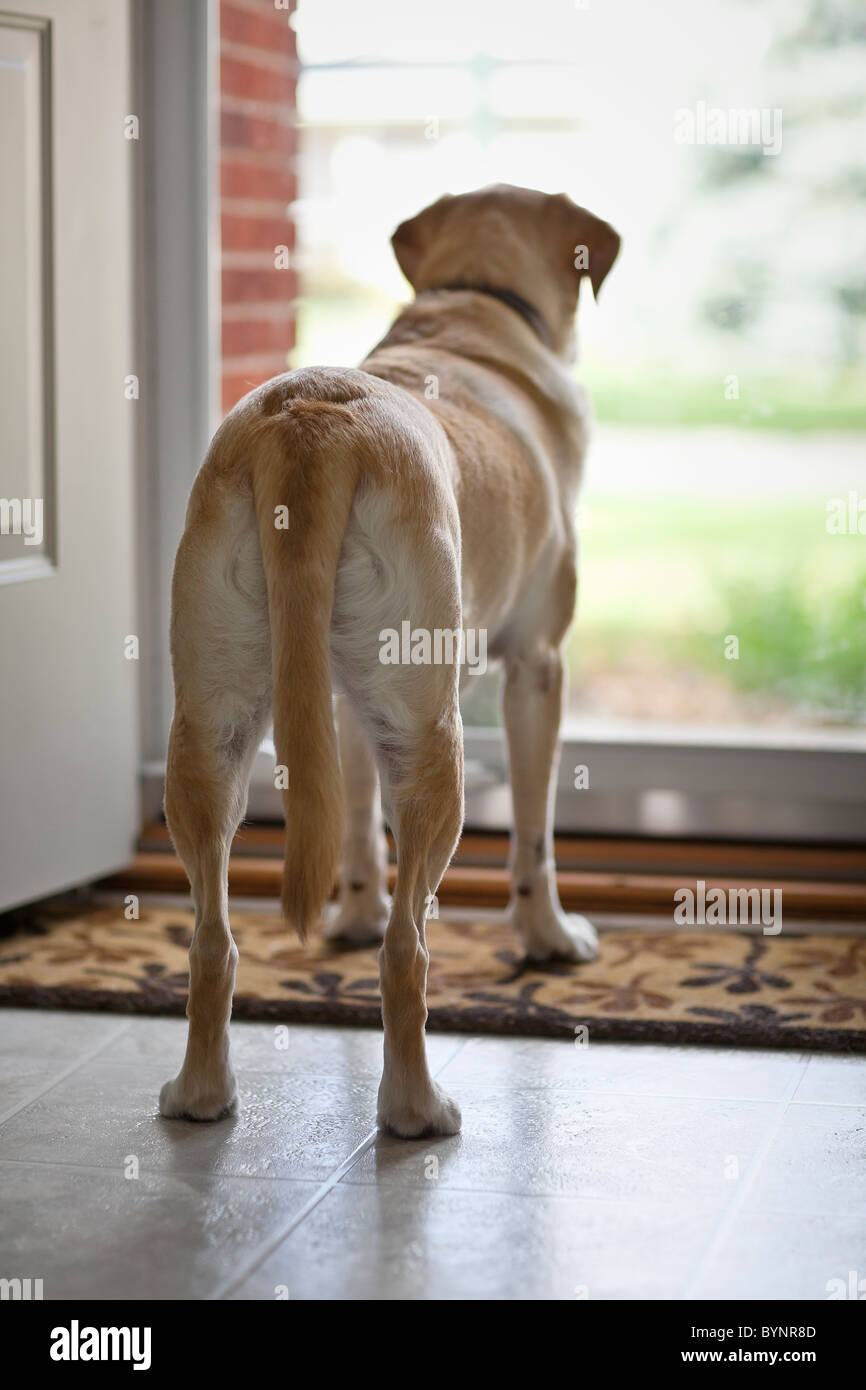 Yellow Labrador Retriever dog looking out the front door, waiting for his owner to return home Stock Photo