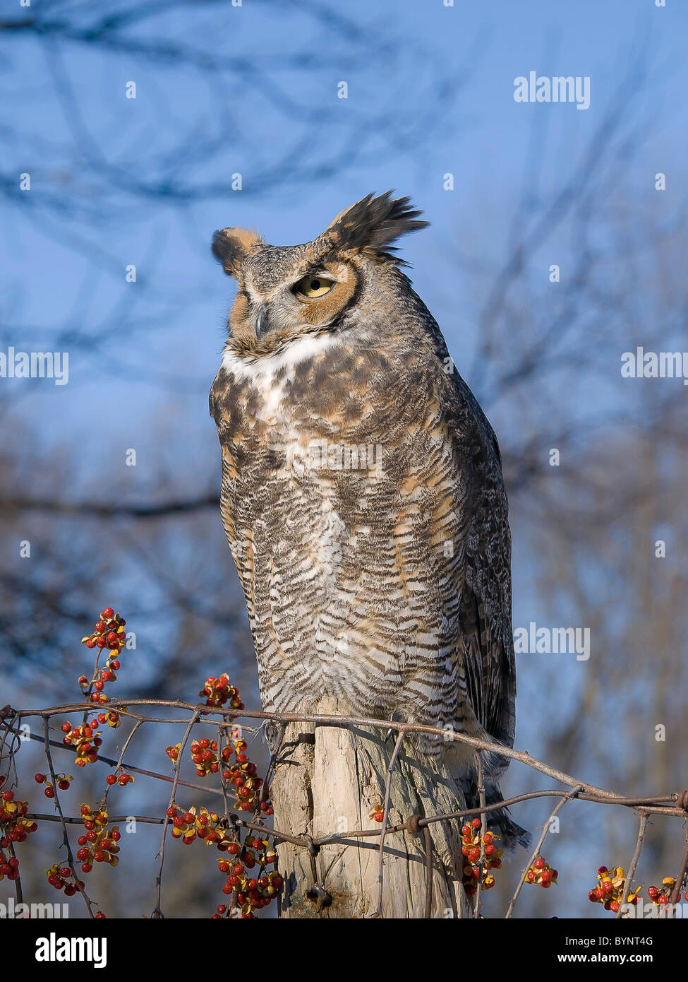 Great Horned Owl sitting on a fence post with vine with red berries wrapped around it Stock