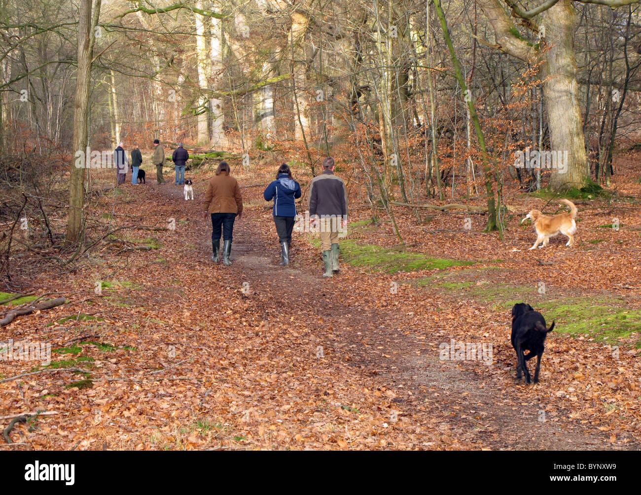 Woodland UK autumn; People walking the dog in autumn, in the Savernake
