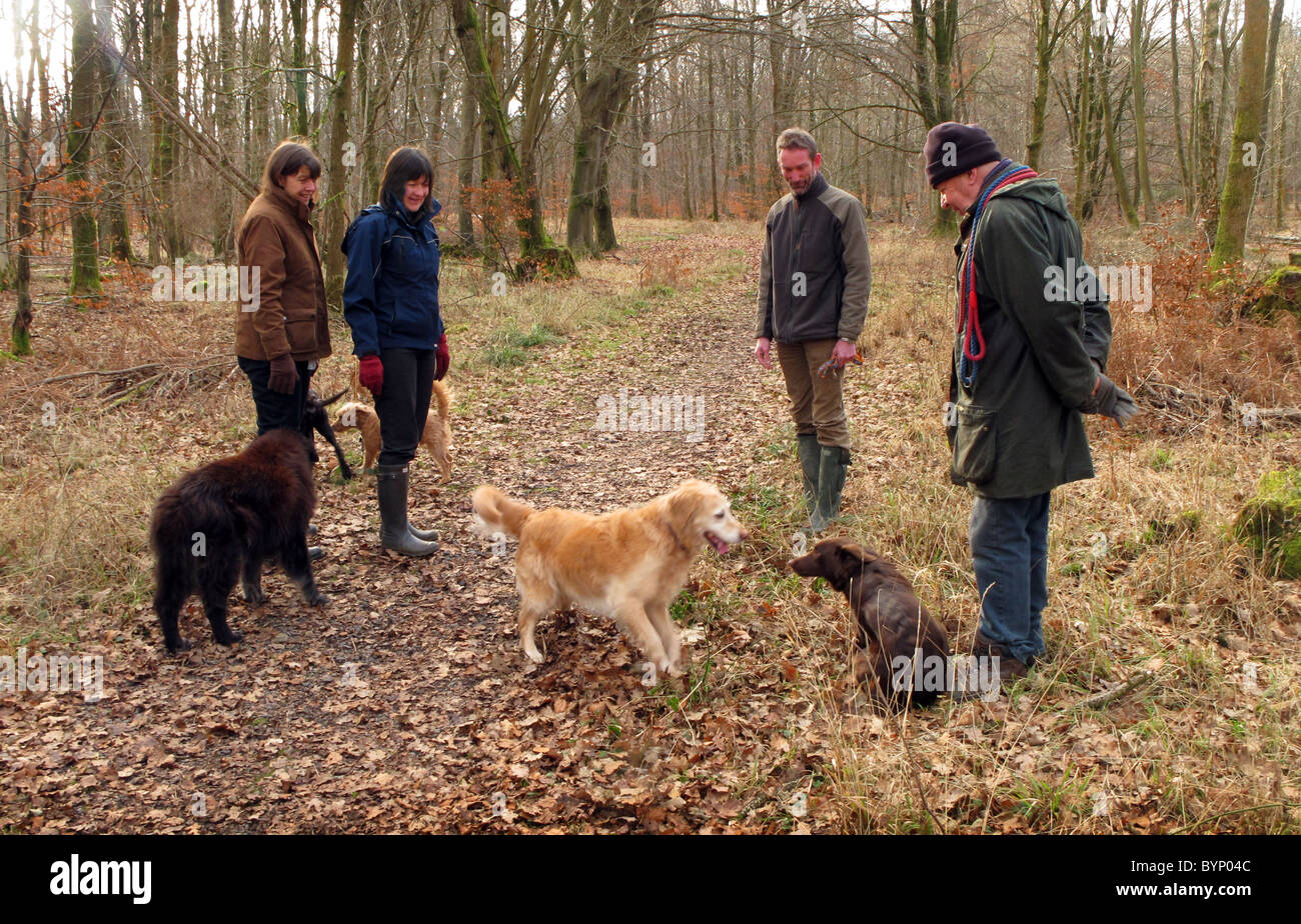 People walking the dogs in the privately owned Savernake Forest, Wiltshire, UK Stock Photo