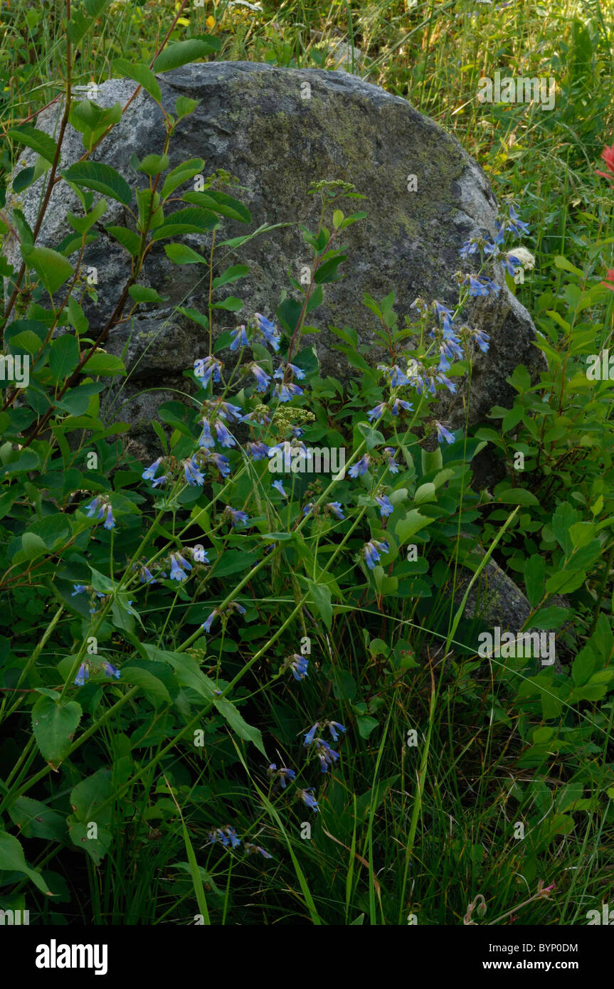 North Fork, Idaho, Wildflowers, Penstemon, Penstemon cyananthus Stock Photo