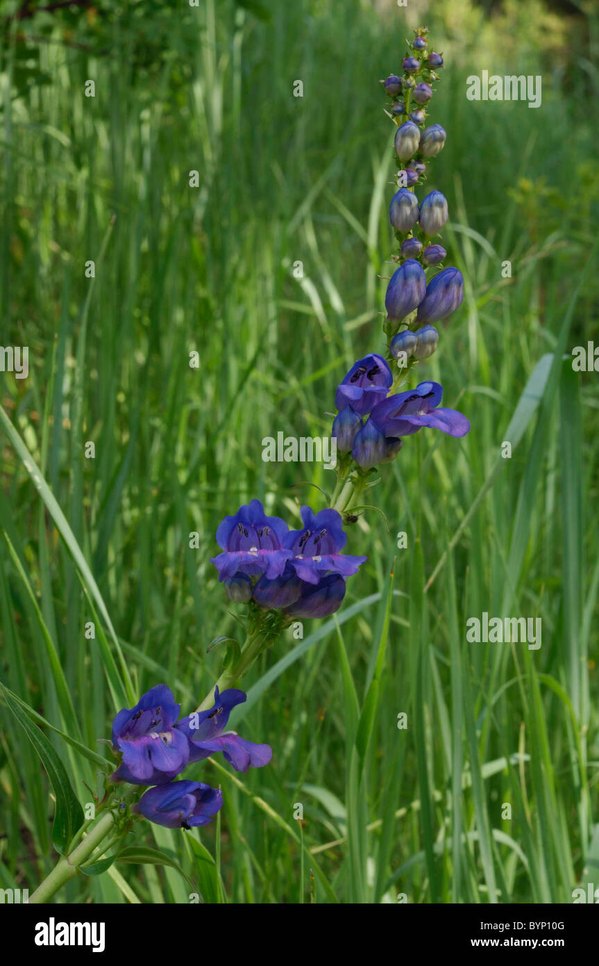 North Fork, Idaho, Wildflowers, Penstemon, Penstemon cyananthus Stock Photo