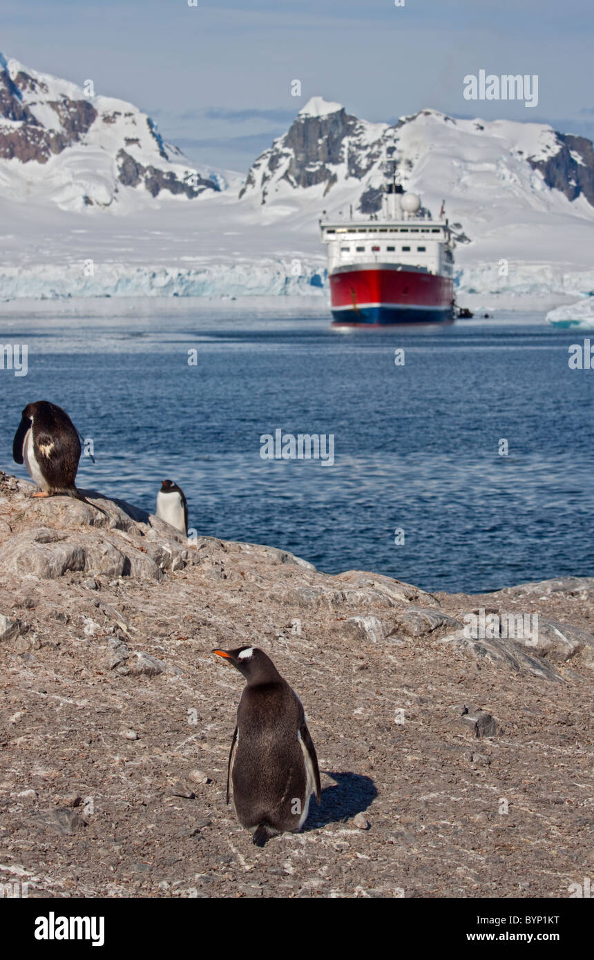 Gentoo Penguins (pygoscelis papua) on the beach with the MS Expedition, Gonzalez Videla Chilean Antarctic Base, Antarctica Stock Photo