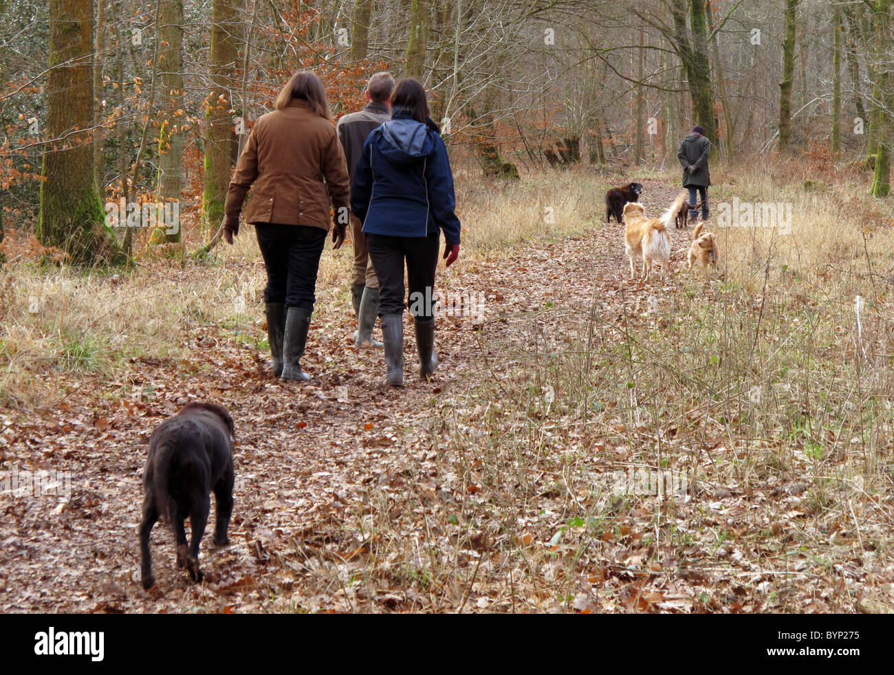 People walking the dogs in the privately owned Savernake Forest, Wiltshire, UK Stock Photo