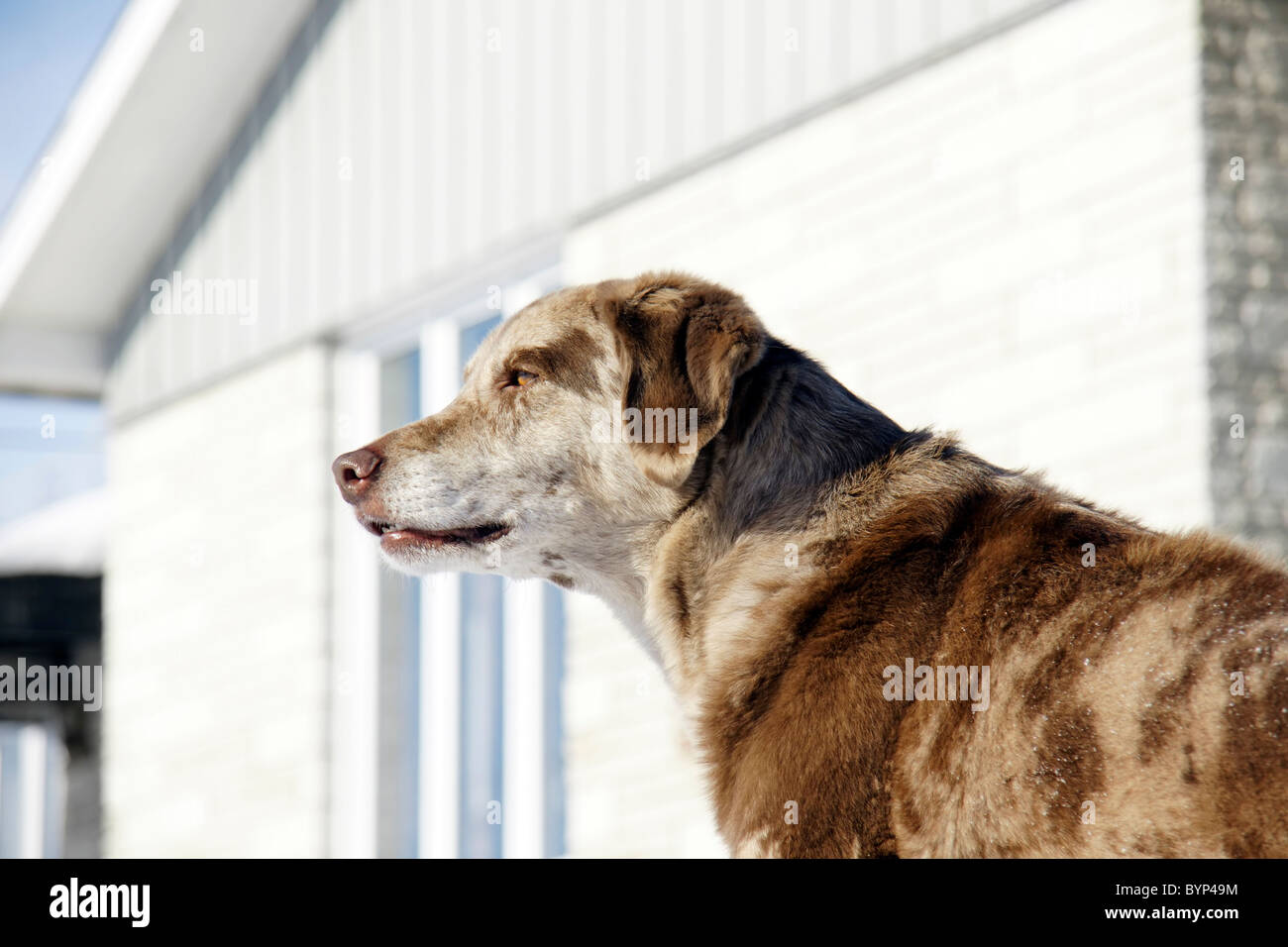 Yellow Lab Australian Shepherd Mix