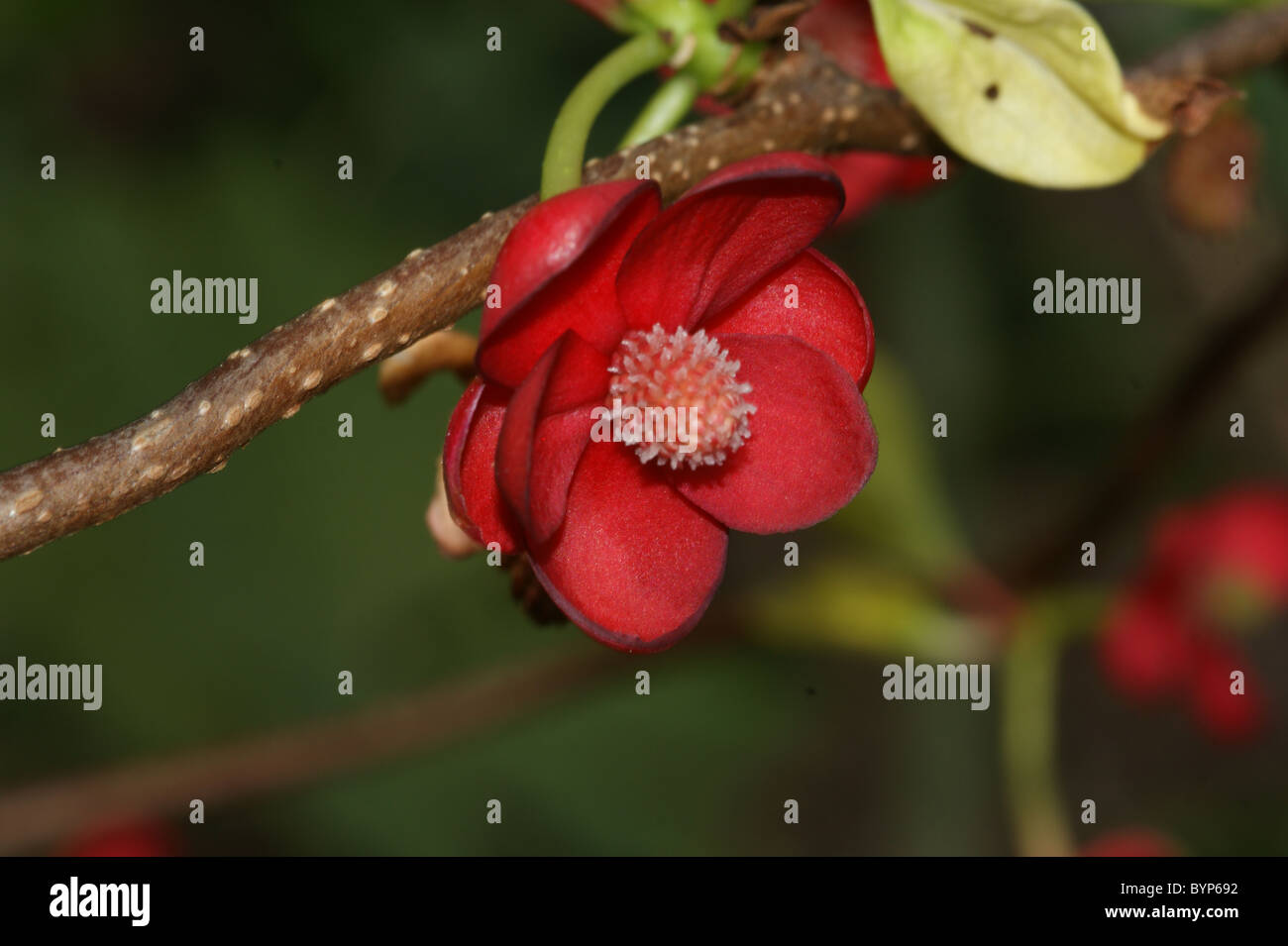 Schisandra rubrifolia Stock Photo