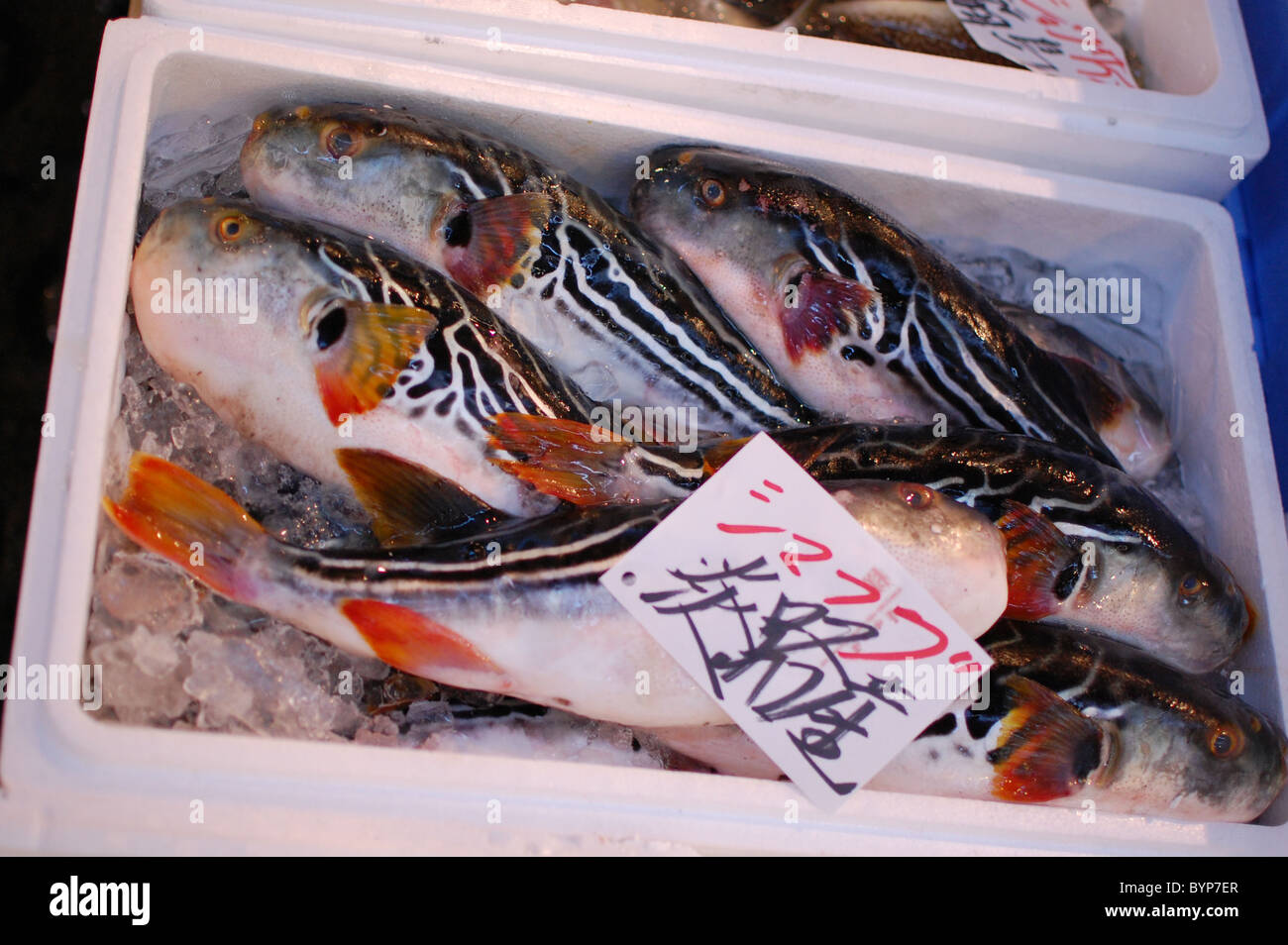 Takifugu xanthopterus (shimafugu) for sale at Tsukiji Fish Market, Tokyo Stock Photo