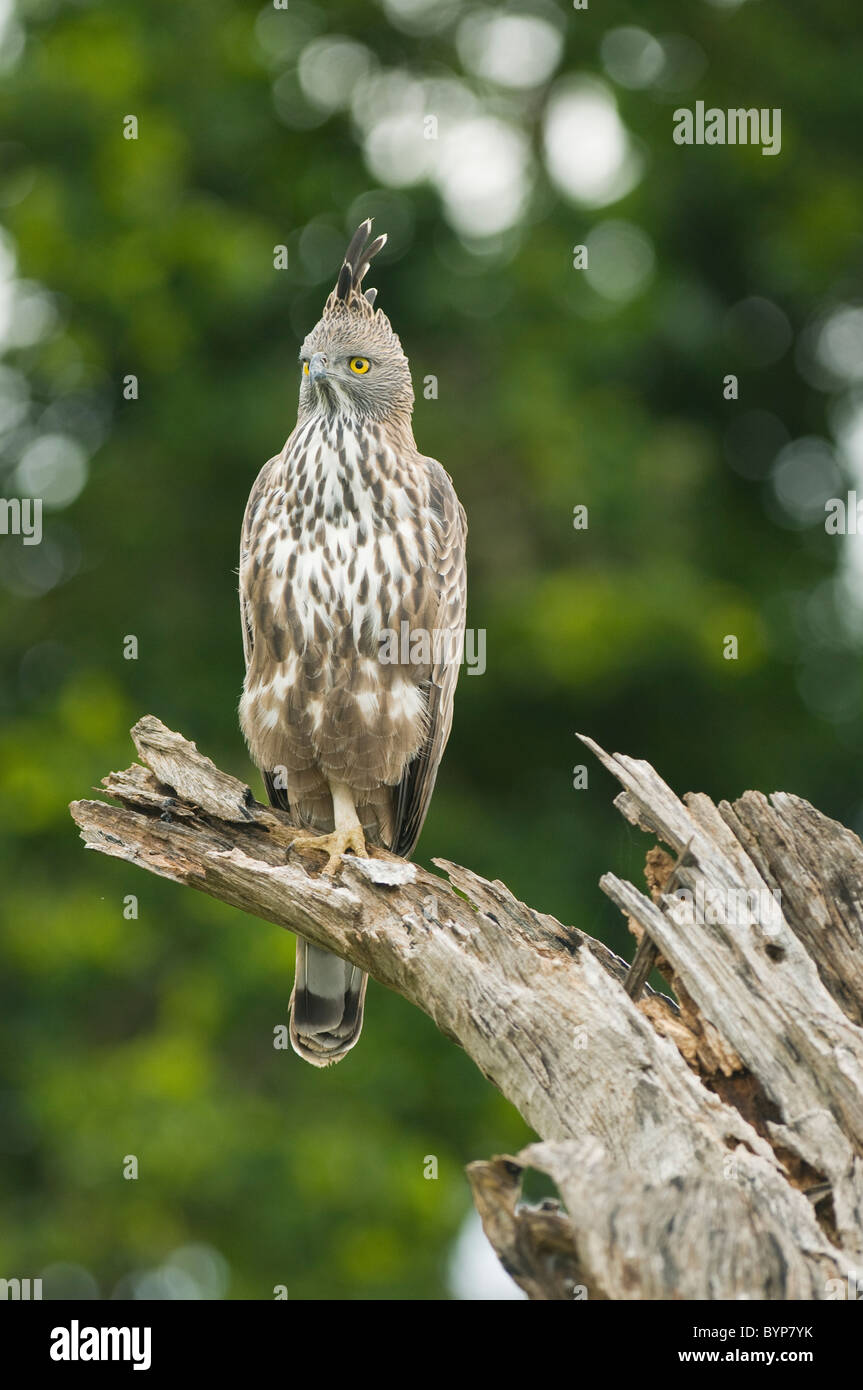 Changeable Hawk-eagle (Nisaetus cirrhatus) Yala National Park, Sri Lanka Stock Photo