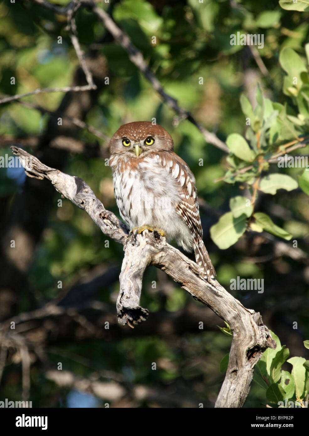 Pearl Spotted Owl Stock Photo
