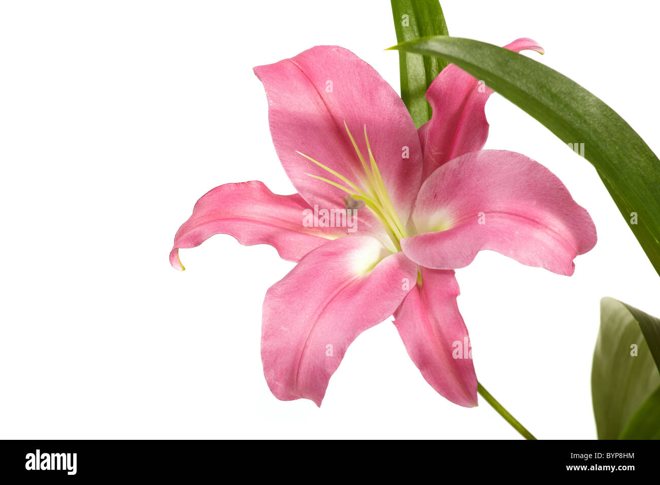 Lily present hi-res stock photography and images - Alamy