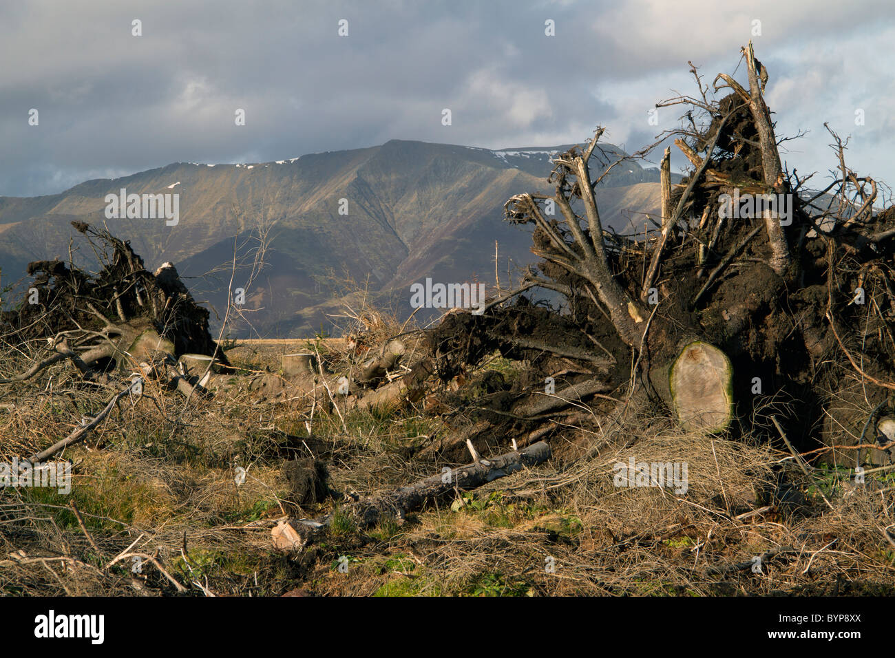 Clear felling, showing what is left behind when the men and machines ...