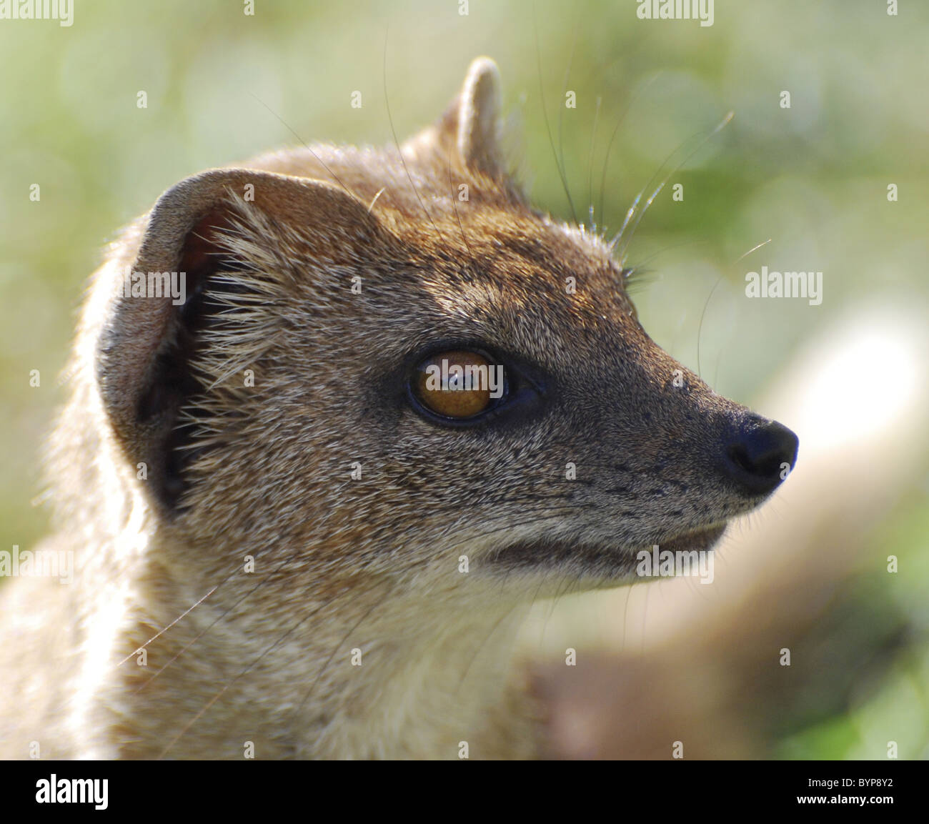 Yellow mongoose (headshot) Stock Photo