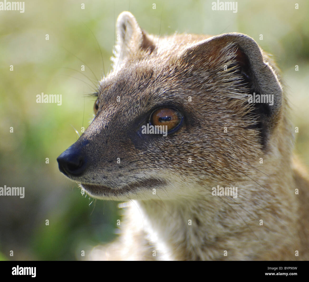 Yellow mongoose (headshot) Stock Photo