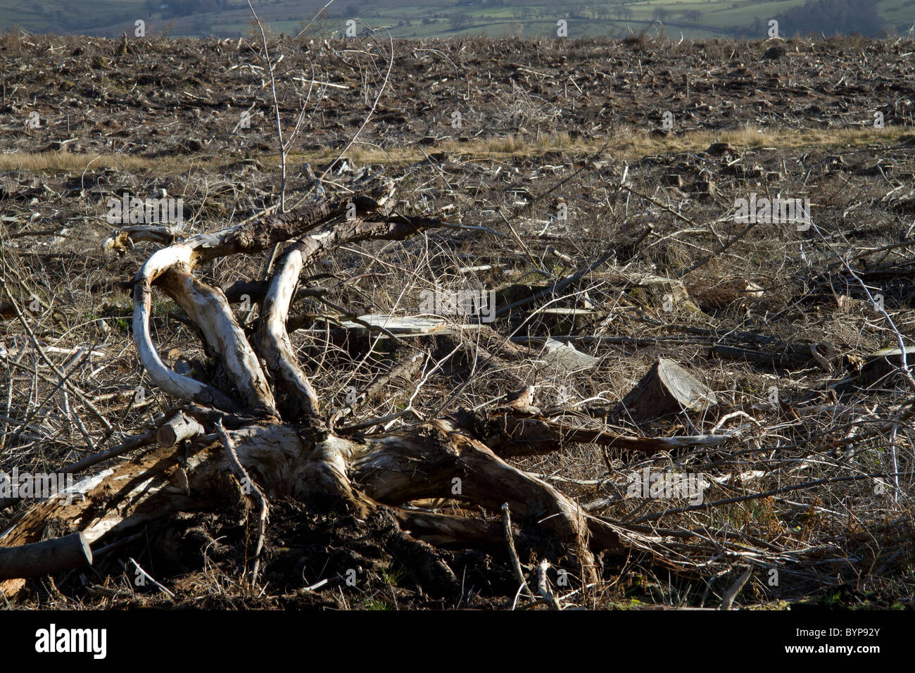 Clear felling hi-res stock photography and images - Alamy