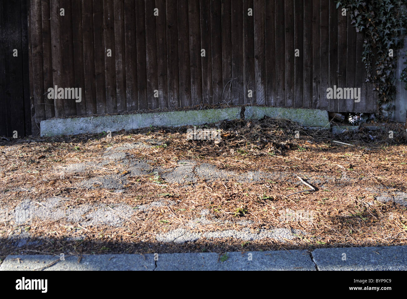 Uplifted pavements by roots of large conifer trees. Stock Photo