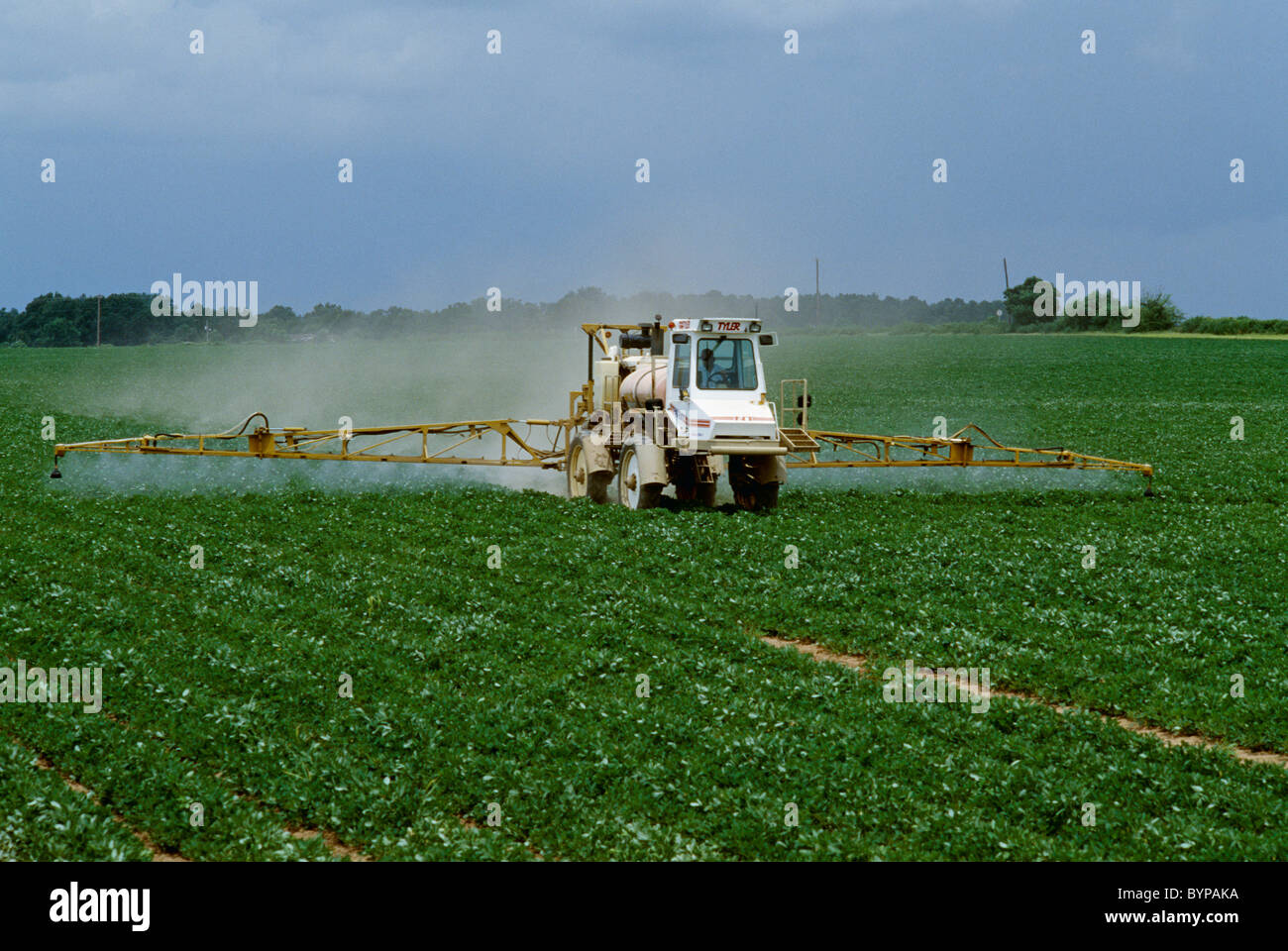 Agriculture - Chemical application of fungicide on mid growth peanuts / Alabama, USA. Stock Photo