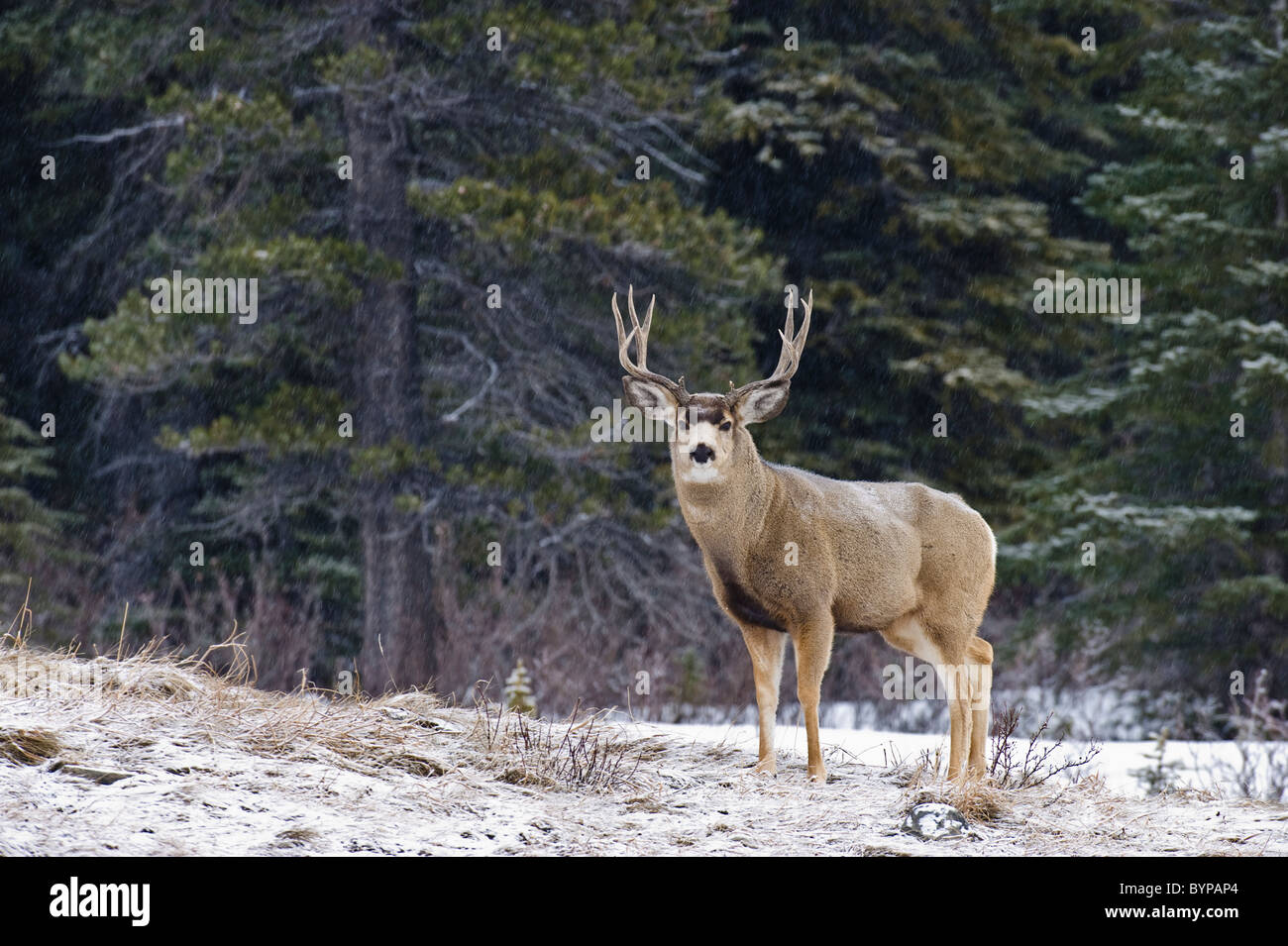 A male mule deer standing in the lightly falling snow looking frontward. Stock Photo