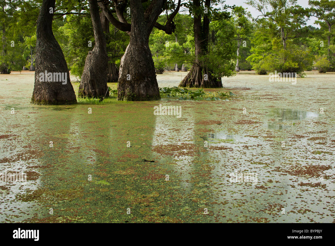 USA, North Carolina, Merchants Millpond State Park, Cypress trees
