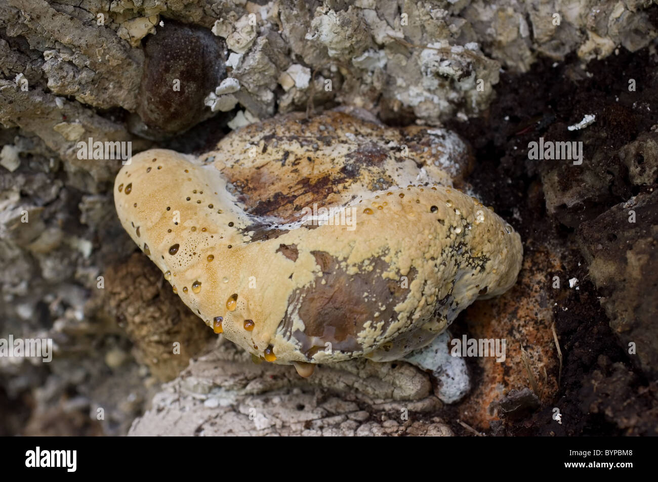 Photo of an Oak bracket fungus (Inonotus dryadeus) Stock Photo
