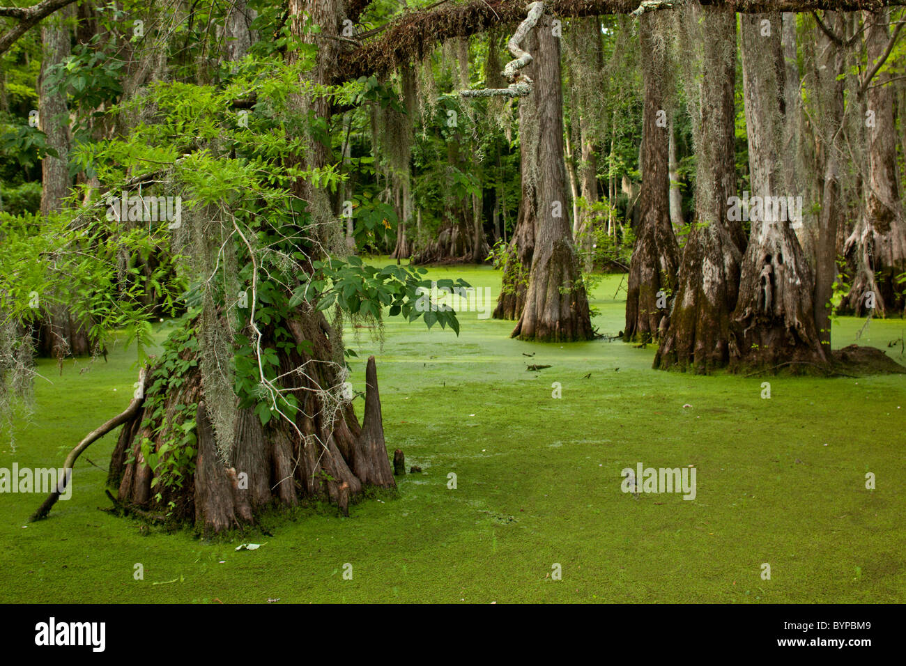 USA, North Carolina, Merchants Millpond State Park, Cypress trees