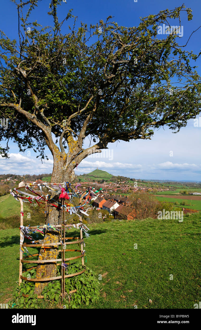 The holy thorn tree on Wearyall Hill with Glastonbury Tor in the