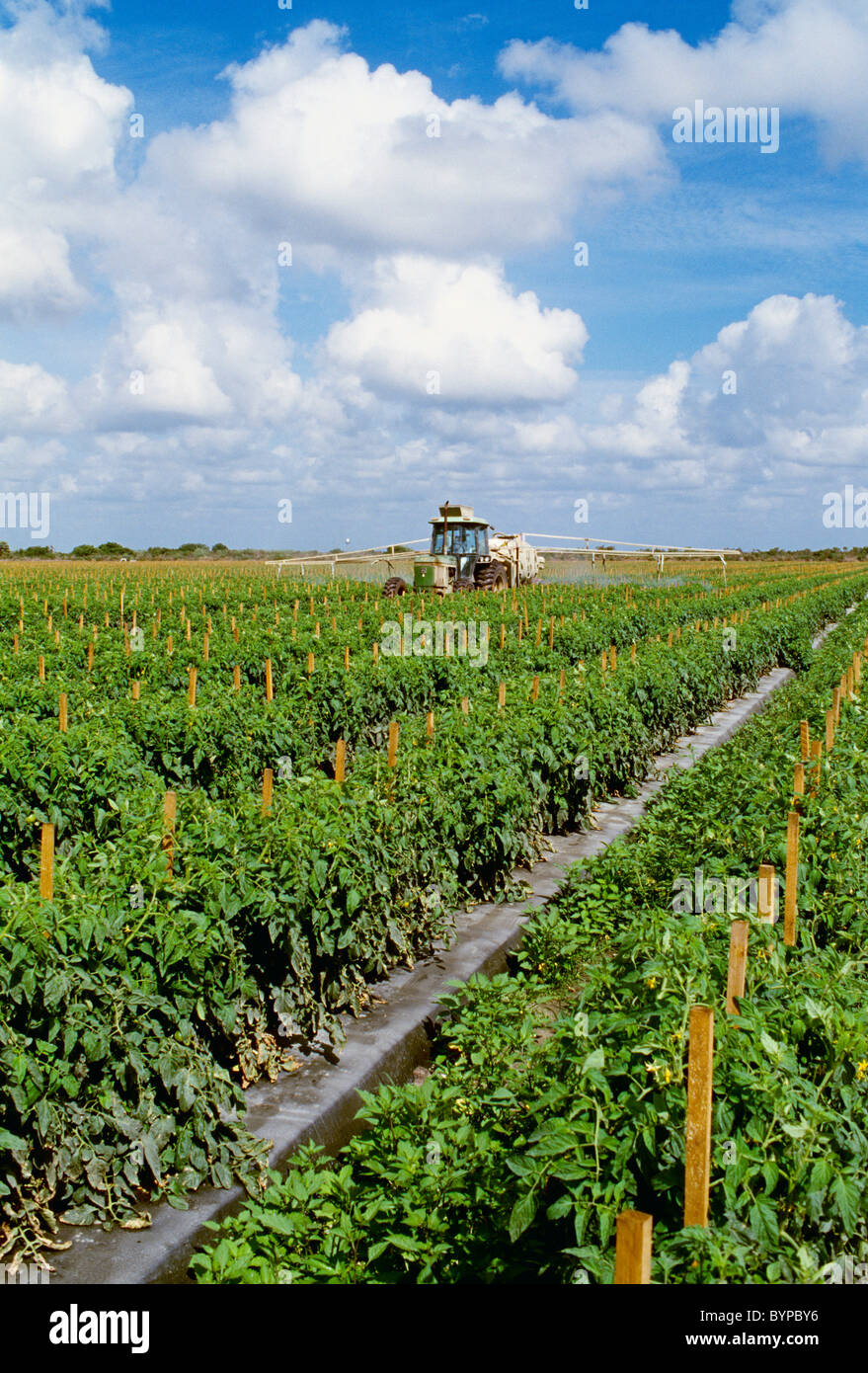 Agriculture - Chemical application of fungicide and insecticide on fresh market tomatoes / Florida, USA. Stock Photo