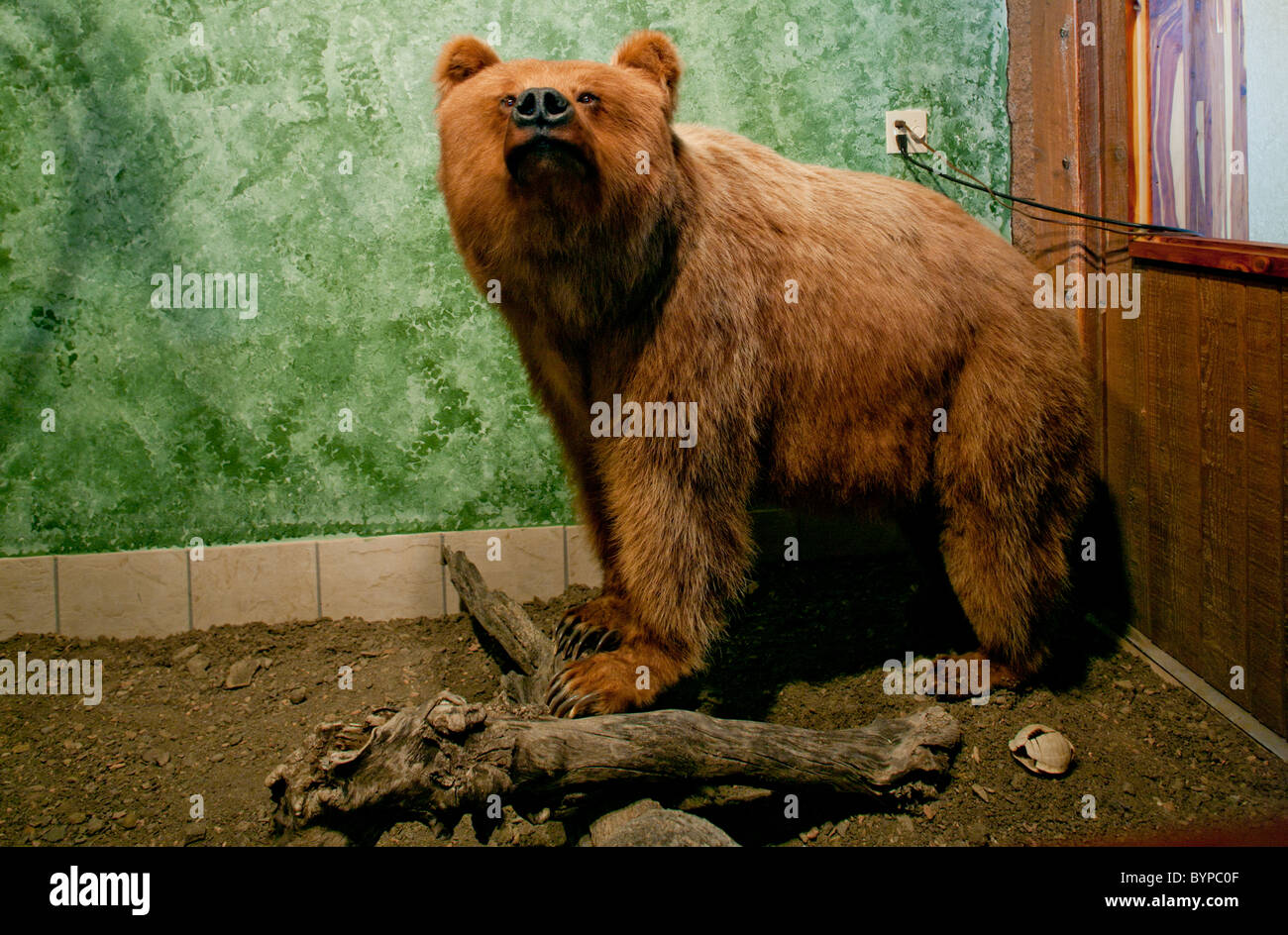 USA, North Dakota, Belfield, Stuffed Grizzly Bear standing inside display case in taxidermy