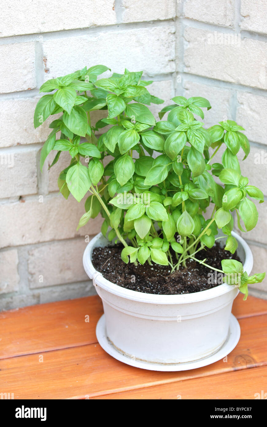 Pot herb hires stock photography and images Alamy