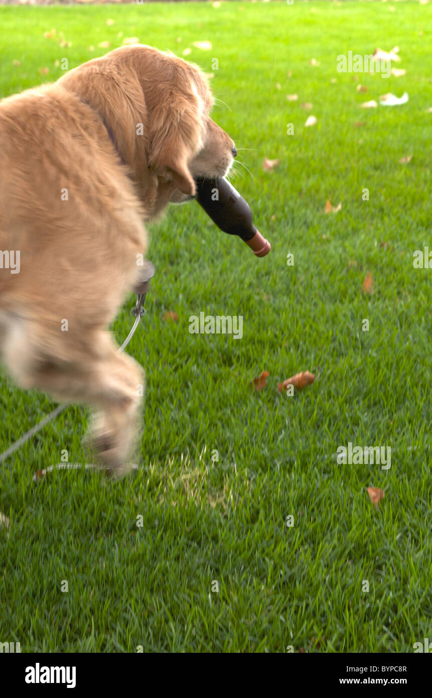 Golden retriever with wine bottle toy Stock Photo Alamy