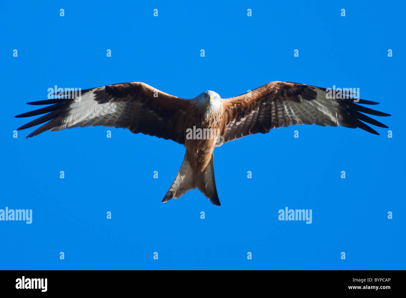 A Red Kite swooping low, staring at the camera Stock Photo