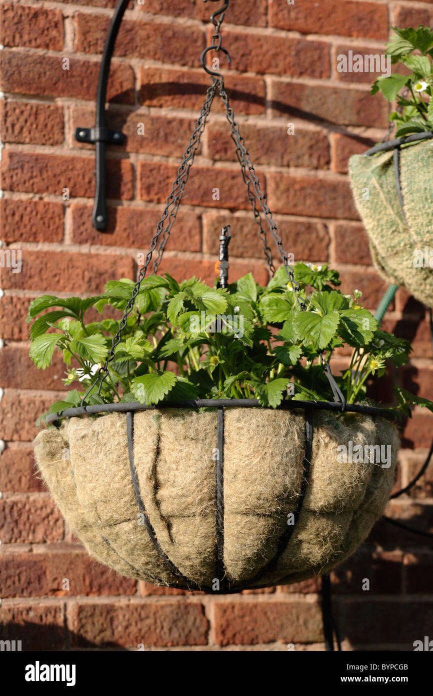Growing strawberries in a hessian lined hanging basket Derbyshire UK Stock Photo