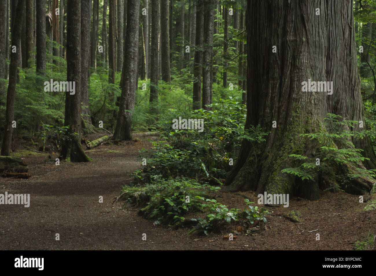 Hiking trail through a temperate rain forest Stock Photo - Alamy