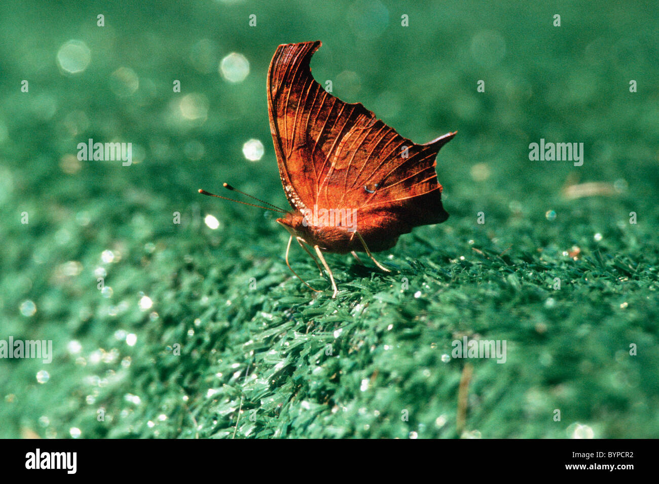 Question Mark butterfly with wings folded Stock Photo Alamy