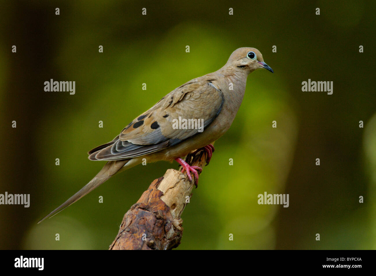 Mourning Dove perched on dead tree limb Stock Photo Alamy