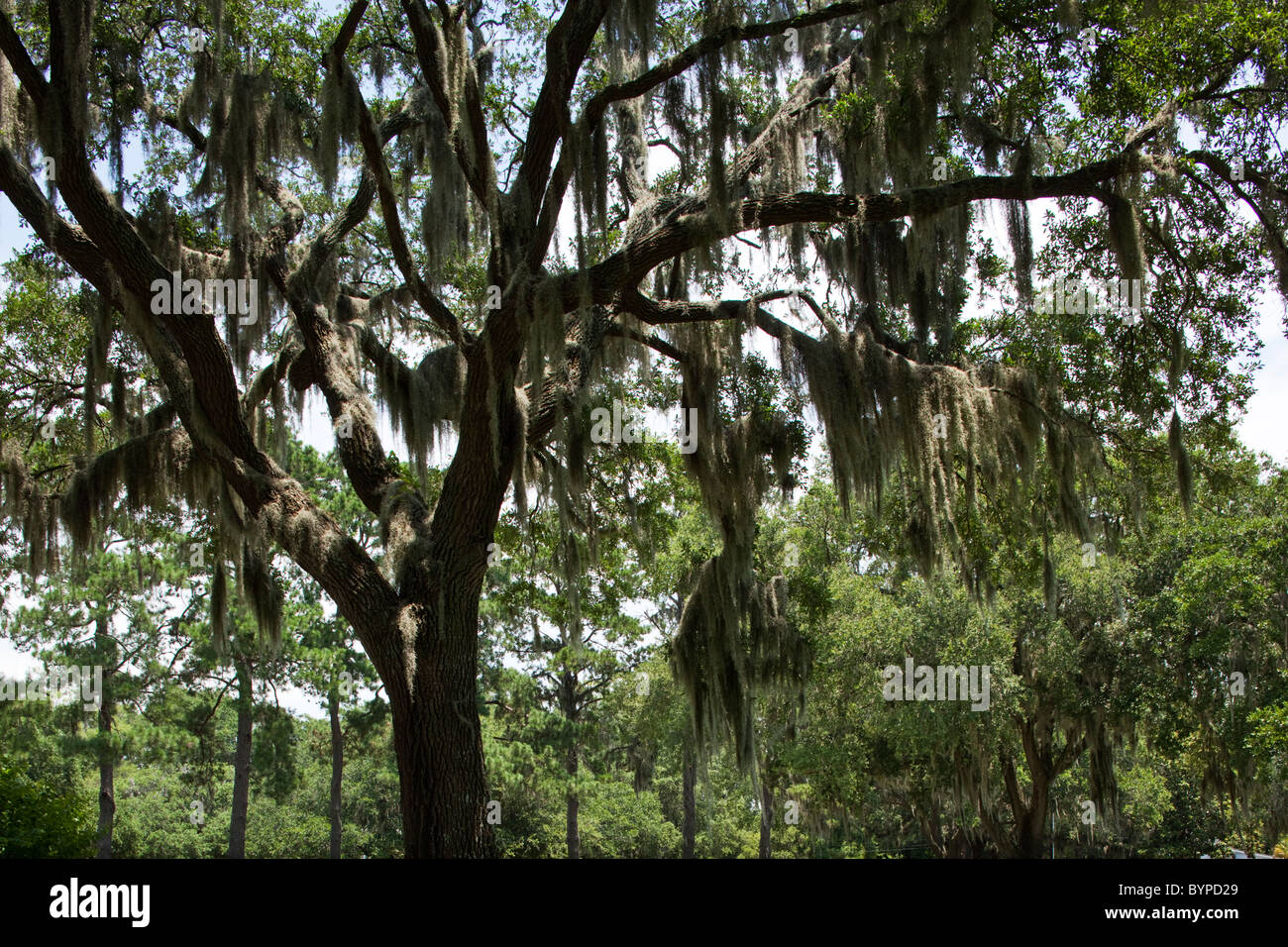 USA, South Carolina, Beaufort, Lush live oak trees covered with Spanish