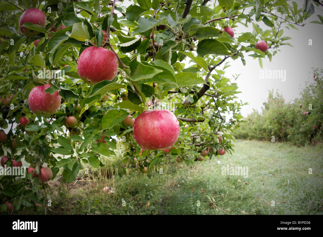 Apples hanging on trees in an orchard Stock Photo - Alamy