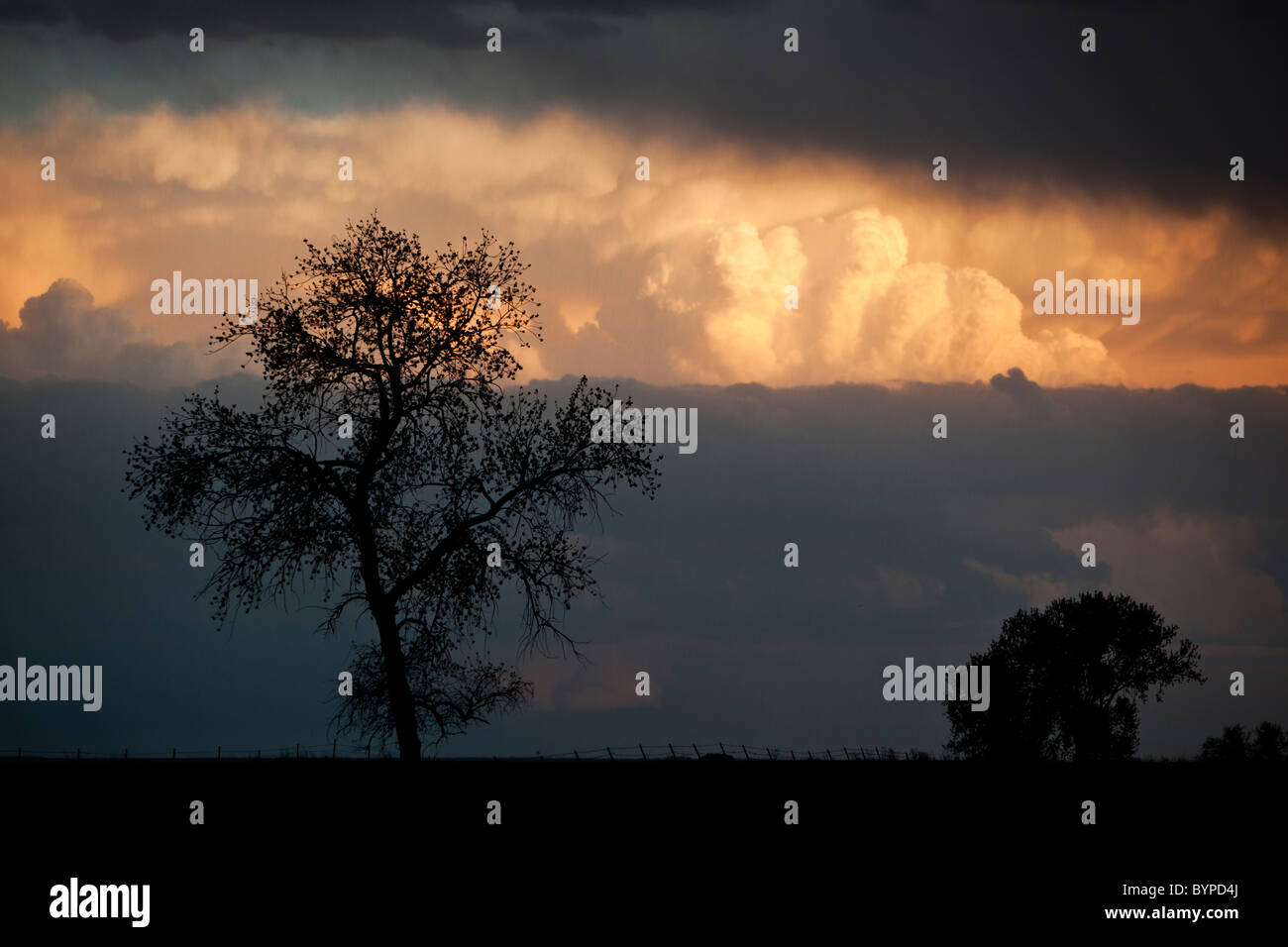 USA, South Dakota, Silhouette of tree with sun striking dark clouds of supercell of summer thunderstorm on prairie Stock Photo